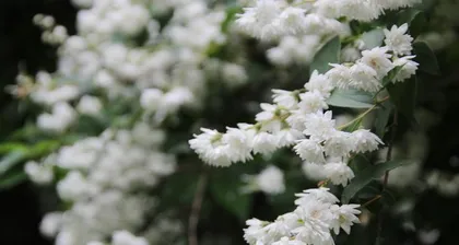 What tree species have white flowers? What are they like?