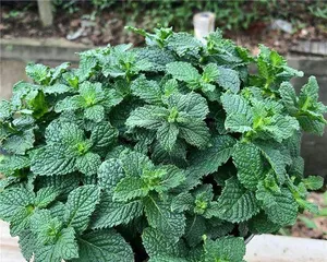 The cultivation methods and precautions for mint flowers (creating a fresh and fragrant home garden)