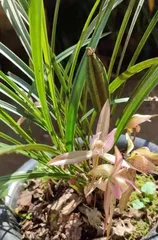 Is it true that pouring Coke on orchids? (Exploring the truth about pouring Coke on orchids, be careful not to mistakenly hurt your beloved plants)