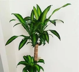 Water cleverly to make theZZZbrazilian wood thrive (Master the correct method to care for your green treasure)