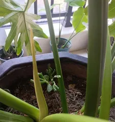 The Flowering Season and Viewing Methods of Aspidistra (Exploring the Blooming Time and Best Methods for Viewing Aspidistra)
