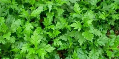 A Comprehensive Collection of Plants for Lowering Blood Pressure (Master These Key Information for an Easy and Healthy Life)