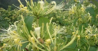 What does the root of honeysuckle look like? (Exploring the structure and morphology of the underground part of honeysuckle)