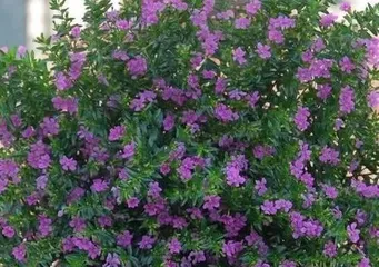 Detailed Explanation of满天星 Cutting Propagation Methods (Revealing the Best Cutting Months to Help You Easily Own a满天星 Flower Sea)
