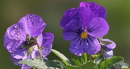 A Spring Blooming Floral Feast (Exploring the Wonderful World of Spring Flowers)