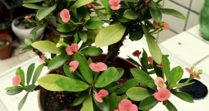 Detailed Explanation of Pruning Maple-leaved Roses (Making Your Maple-leaved Roses More Aesthetic)