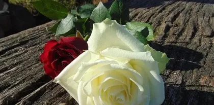 "Vernal Flower, the Flower of Meeting" (Meeting, this anticipated agreement)