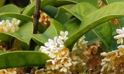 The fragrant "Osmanthus," is it actually harmful to human health? (Starting from the "fragrance," exploring the harms of osmanthus to the human body)
