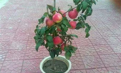 Can apple seeds be planted and bear fruit? (Exploring the possibility of planting and bearing fruit with apple seeds through experiments.)
