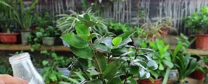 Pepper water (Can it be used to water plants? Let's see! / "Growth magic" for plants / Common questions answered)