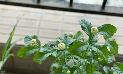 Cultivation Methods and Precautions for Murraya paniculata (The Secret Weapon for Creating a Beautiful Garden, Making Murraya paniculata Bloom More Beautifully)