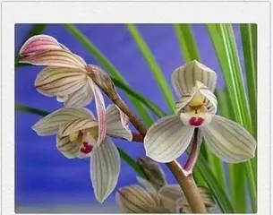 Orchid — the city flower of Shenyang City