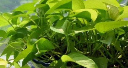The suitable soil for pothos planting—Choose the right soil to make your pothos thrive