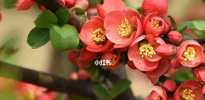 What is the scent of hawthorn flowers like? (Exploring the components and characteristics of hawthorn flower fragrance)