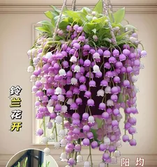 Is the fragrance of lily of the valley toxic? (Unveiling the mystery of the lily of the valley - a comprehensive exploration from fragrance to toxicity)