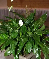 Flowering plants that prefer shade (15 beautiful flowers suitable for blooming in shady environments)