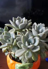 多肉养护指南(如何掌握多肉浇水的节奏?)2