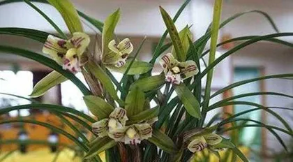 Fertilizing orchids, how to choose fertilizer? — The complete guide to orchid fertilization