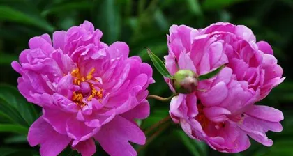 The beautiful process of peony blooming (understanding the appearance and method of peony blossoming)