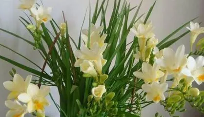 An Analysis of Care Techniques for Fragrant Orchids (Master These Techniques to Grow Your Fragrant Orchids to Perfection)