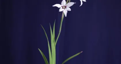 An elegant and mysterious flower—Hyacinth (Exploring the mystery and elegance of Hyacinth)