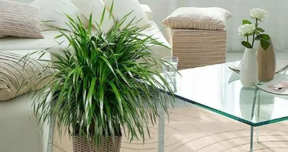 What kind of plants are good to place in the entrance hall? How to create a pleasant home green environment?