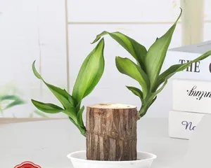How to cultivate Zamioculcas zamiifolia hydroponically? What are the precautions?