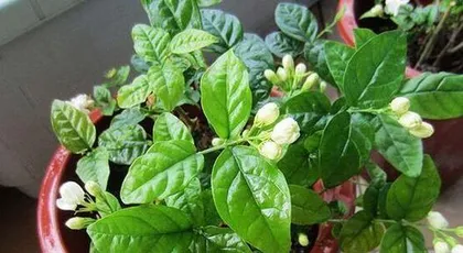 Potted Jasmine Watering Techniques (Make Your Jasmine a Healthy and Beautiful Little Angel)
