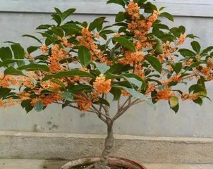 Potted Osmanthus Watering Techniques (Master the correct watering method to ensure healthy growth of osmanthus)