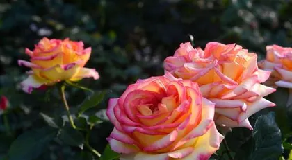 Lofty and Respected Flower – The Language of Flowers Expressing Respect and Elevation (Expressing Respect and Lofty Admiration Through the Language of Flowers, Glimpsing the Wonderful Magic of Nature)