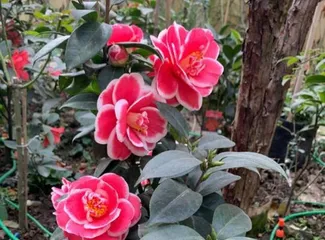 Ranking of the Most Popular Camellia Varieties (Variety Features, Color Classification, and Cultivation Tips)