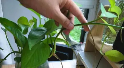 Can baijiu water green ivy? (Unveiling the magical effects of watering with baijiu, you can't miss it!)