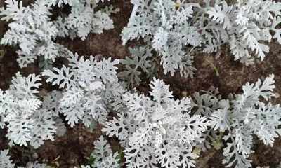 The Mystery of Frost and Dew (Using plants and trees as brushes to depict the beautiful texture of nature)