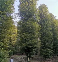 Golden Hinoki Cypress Northern Planting Guide (Where is it suitable to plant? How to plant scientifically? How to maintain?)