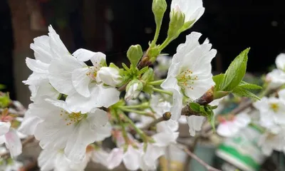Cherry Blossom Care Guide 3