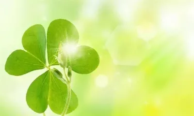 The meaning of clover flowers (interpreting what clover represents)