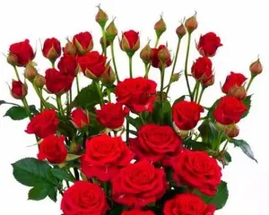 The blooming season and frequency of rose flowers (Exploring the growth patterns of roses)
