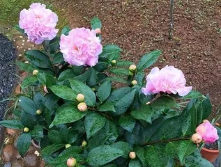 The Charm of Fragrant Flowers (Exploring the World of Aromas in Flower Seas)