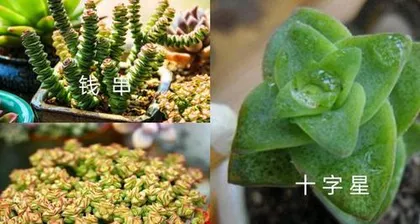 The breeding method of colorful pencil cacti in pot overflow (based on pot overflow, creating a colorful cactus garden)