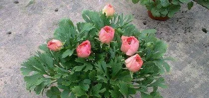 Detailed Cultivation Methods for Tree Peonies (Creating a Romantic Garden, Growing Beautiful Tree Peonies)