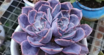 Combining activated carbon with succulents (the secret to growing succulents, activated carbon is key)