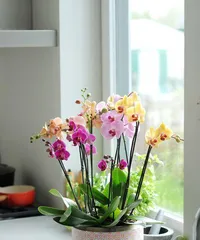 Must-Have Flowers for Men (Building Unique Charm, Starting with Flower Care)