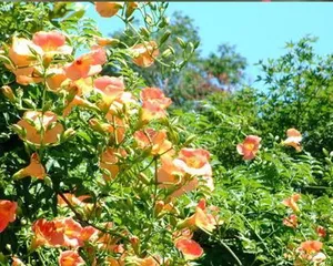 Vine flowers suitable for the north (selecting appropriate vine flowers to create beautiful northern gardens)