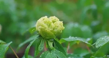 What should be paid attention to when watering peonies in spring, summer, autumn and winter?