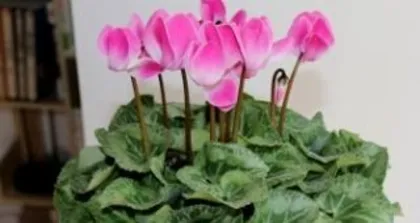 Anemone Flowering Time and Care Tips (Can it bloom in winter? Detailed indoor care essentials)