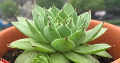 Cultivation and Precautions for Echeveria 'Guanyinlian' (Creating a Cozy Succulent Little Home, Letting Guanyinlian Bloom in Your Home)