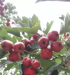 山楂树的阳光之恋(揭秘山楂树喜欢阳光的原因与养护方法)2