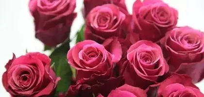 A Complete Collection of Rose Varieties (From Origin to Color, Exploring the Mysteries of Roses)