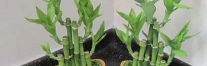 How to Grow Lucky Bamboo in Soil (Soil Requirements and Care Tips for Lucky Bamboo) 2