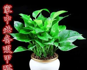 How to decorate the living room with pothos? (The best location and precautions for placing pothos in the living room)